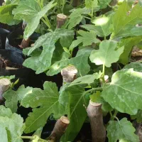 نهال انجیر چهار فصل بنفش|گل و گیاه طبیعی|پلان, |دیوار