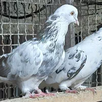 کبوتر  پروازی اس|پرنده|قائم‌شهر, |دیوار