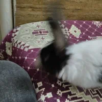 خرگوش بامزه|موش و خرگوش|قم, اسمعیل آباد|دیوار