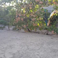 اجاره خانه ویلایی|اجارهٔ خانه و ویلا|بناب, |دیوار