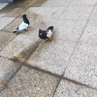 سلام خدمت دوستان عزیز