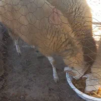 بره گوسفند نر و ماده|حیوانات مزرعه|فومن, |دیوار