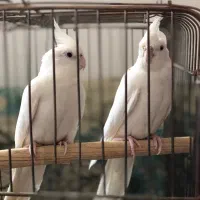 طوطی برزیلی،عروس هلندی مولد،جوان،سرلاکی|پرنده|گلستان (تهران), |دیوار