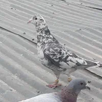 سرور دورگ و ...|پرنده|فولادشهر, سایت صنعتی کاوه|دیوار