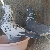 کبوتر باضمانت نامه