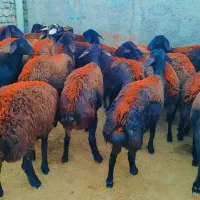 ۲۲  بره ماده پارسالی غزل افشار پای قوچ فروشی.. میش|حیوانات مزرعه|مشهد, طرق|دیوار