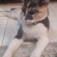 گمشده|حیوانات|مشهد, فرهنگ|دیوار