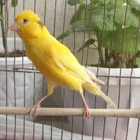 قناری نر طلایی قلمی کشیده خوش رنگ جوان بخون