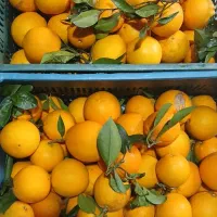 فروش پرتقال تامسون|خوردنی و آشامیدنی|نشتارود, |دیوار