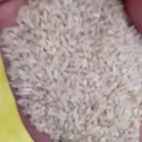 گردو وبرنج کلات|خوردنی و آشامیدنی|تربت‌حیدریه, نواب صفوی|دیوار