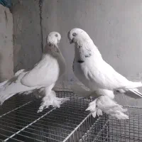 فروش ۱ جفت کبوتر  لانگ فیس و ۱ جفت نوک ریز|پرنده|بروجن, |دیوار