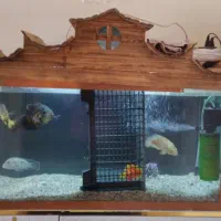 آکواریوم|ماهی|پردیس, فاز ۱۱|دیوار