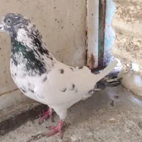 کفتر نر|پرنده|شهر ری, فیروزآباد|دیوار