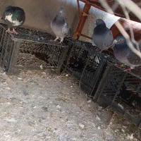 کبوتر فروشی|پرنده|نرماشیر, |دیوار