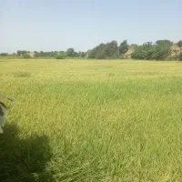 فروش  انواع شالی و برنج   فجر و طارم