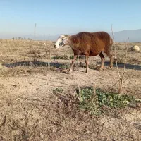 شیشک شاخدار شیرکن