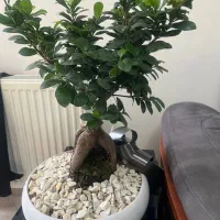 گل بونسای|گل و گیاه طبیعی|کرج, عظیمیه|دیوار