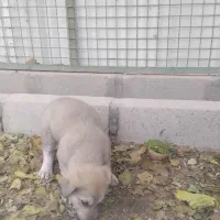 توله سگ|سگ|رباط‌کریم, رباط‌کریم|دیوار