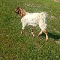 نربزغاله فروشی