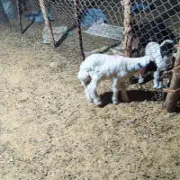 بره شیر خوار|حیوانات مزرعه|کارزان, |دیوار