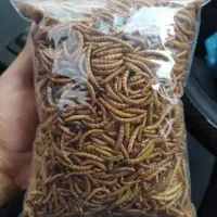 کرم میلورم|خزنده|همدان, |دیوار