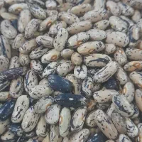 پاچ چیتی و پاچ باقالی