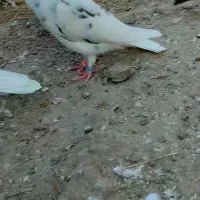 کبوتر|پرنده|سنگدوین, |دیوار