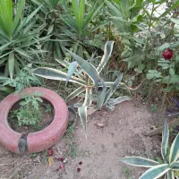 اگاو۲۰۰|گل و گیاه طبیعی|لاهیجان, لاشیدان|دیوار