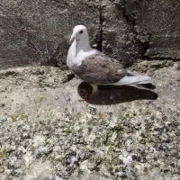 چند تا کفتر خوب معاوظ با قناری نر.سهره. ایر پاد|پرنده|قرچک, مهدیه|دیوار