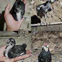 تخم نطفه دار گلین