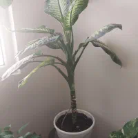 گل خانگی طبیعی|گل و گیاه طبیعی|فردیس, منظریه|دیوار