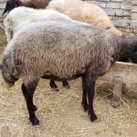 یک راس شیشک جنس اصل|حیوانات مزرعه|گمیشان, |دیوار