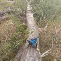 خریدار چوب خشک و تر|خدمات باغبانی و درختکاری|نیر (اردبیل), |دیوار