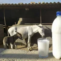 شیرالاغ تازه ،شیر الاغ(شیرخر) با مجوز و پروانه کسب