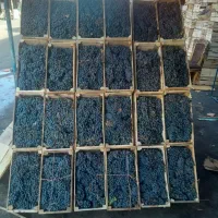 انگور شانی دیم سردشت سیاه انگور کشمش افتابی مویز