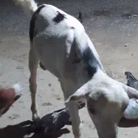 کهره نر