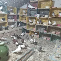 کفتر درجه یک