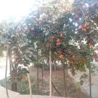 هشتگرد / خیابان راه اهن / فول خواب / ۱۶۰متر|فروش آپارتمان|هشتگرد, هشتگرد قدیم|دیوار