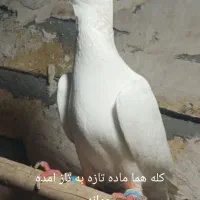 کله هما کفتر کبوتر