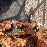 کبوتر طوقی|پرنده|وراوی, |دیوار