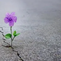 پیدا شده