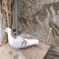 واز بومی|پرنده|اصفهان, کشاورزی|دیوار