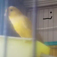 یکجفتقناریمولد|پرنده|گلپایگان, |دیوار