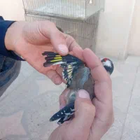 سهره نر|پرنده|خمینی‌شهر, |دیوار