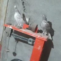 یک جفت هفت رنگ دم سفید جوجه یه آقال