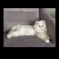 گربه جوان با ریزش مو کم