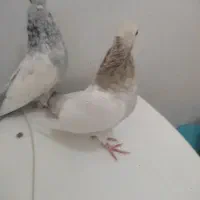 کفتر|پرنده|شیراز, شهرک گلها|دیوار