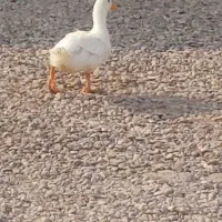 اردک ماده