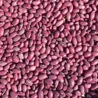 لوبیا قرمز|خوردنی و آشامیدنی|آوج, |دیوار