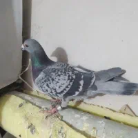 کبوتر آلمان|پرنده|نیشابور, بنیاد شهید|دیوار